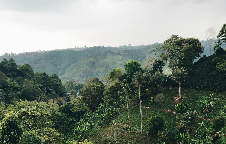 worldwide coffee plantations